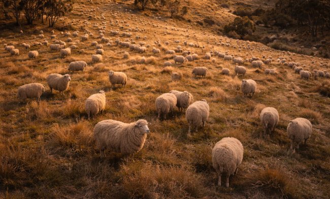 Loro Piana sheep wool